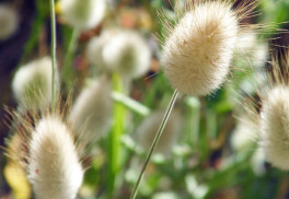 Doplňte záhradu o okrasné trávy, na pestovanie sú jednoduché 