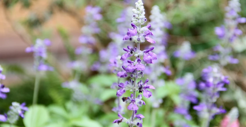 Rozmarín možno pestovať aj v našich podmienkach po celý rok 