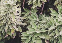 Bylinná lekáreň: všetkého veľa škodí a aj bylinky vám môžu priťažiť 