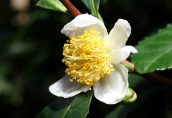 Vypestujte si čajové lístky, čajovník čínsky je užitočná izbovka