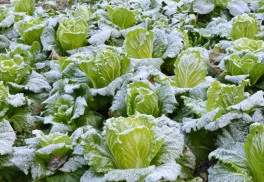 Vitamínmi nabitý kel má v kuchyni široké využitie