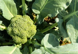 Brokolica má toľko vápnika ako mlieko, skúste si ju vypestovať