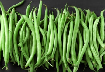 Fazuľa - zelenina pekná na pohľad, nenáročná i užitočná
