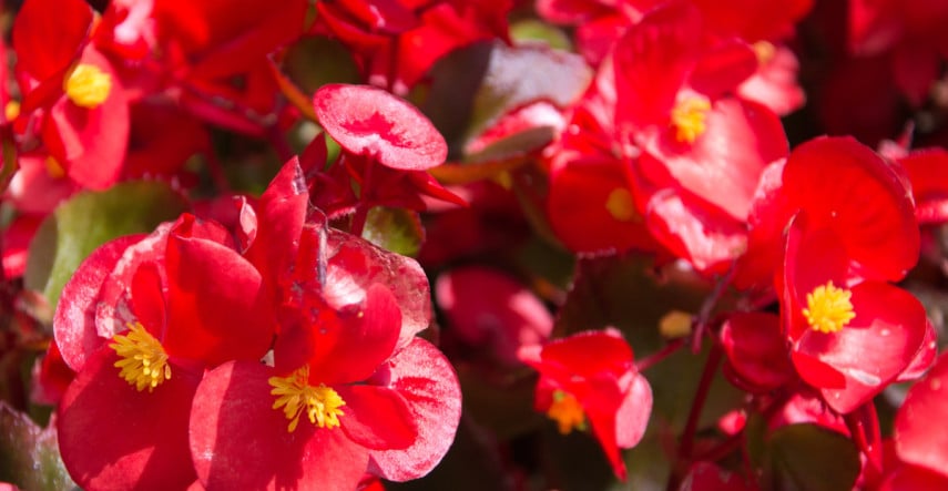 Tienisté kúty prežiaria kvety begónií 