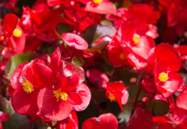 Tienisté kúty prežiaria kvety begónií 