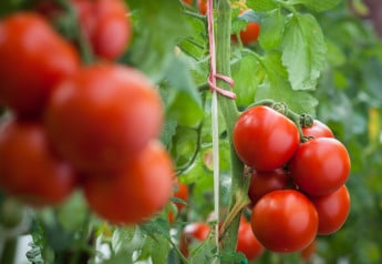 Ak pestujete vlastné sadenice paradajok, záhon osvieža pestré farby aj nevšedné tvary