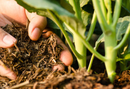 Jarná záhrada: osievajte záhony, predpestujte sadenice 