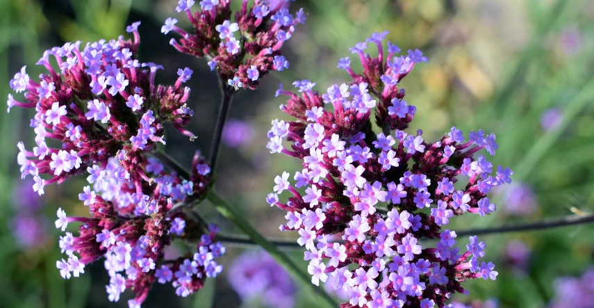 Verbena, kvetina, ktorá bude ozdobou terasy aj záhrady