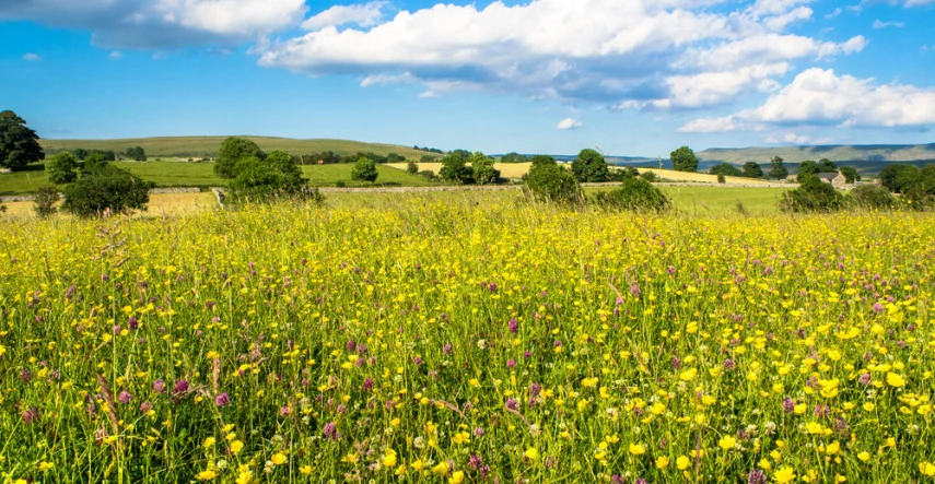 Vyhadzujete hviezdicu zo záhona? Pripravte šalát, je nabitá vitamínmi.
