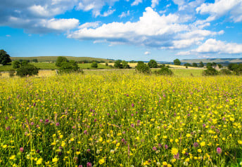 Vyhadzujete hviezdicu zo záhona? Pripravte šalát, je nabitá vitamínmi.
