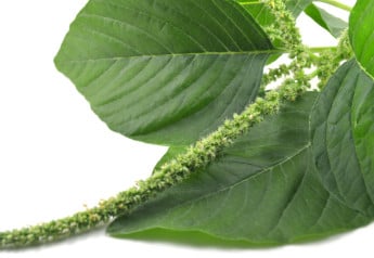 Počuli ste o amarante? Skúste ho vypestovať, je cenenou potravinou