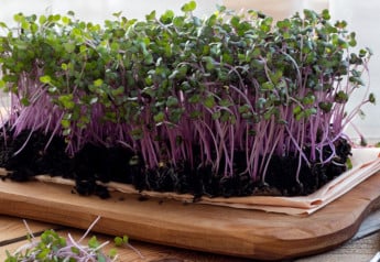 Microgreens majú netradičnú chuť, sú dekoratívne a bohaté na vitamíny