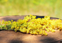 Lipkavec pravý pomôže aj pri ťažkých ochoreniach