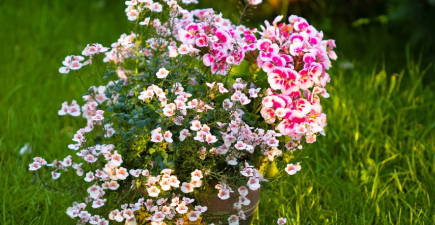 Vysaďte pestré kombinácie letničiek do kvetináčov