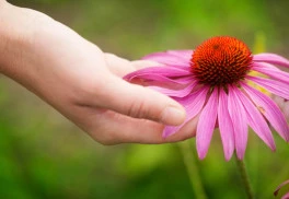 Trvalky, ktoré rozžiaria záhradu na plnom slnku