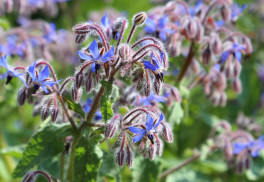 Borák je neprávom opomínanou liečivou bylinkou 