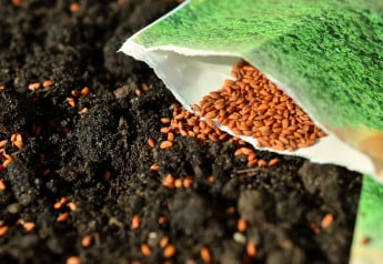 Tipy na pestovanie zeleniny zo semien