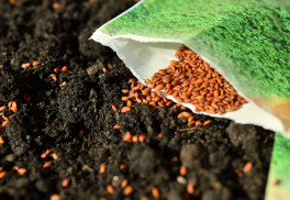 Tipy na pestovanie zeleniny zo semien