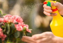 Vošky všade, kam sa pozrieš