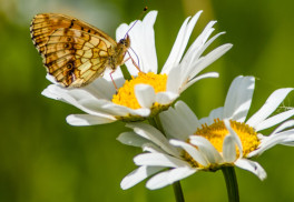 Margaréty v záhrade pôsobia veselo i elegantne 