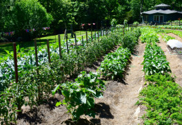 Ako si zabezpečiť bohatú úrodu? Zalievať a hnojiť