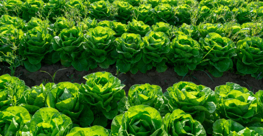 Sadiť možno aj v júli, úroda bude aj do zimy