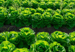 Sadiť možno aj v júli, úroda bude aj do zimy