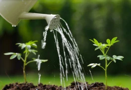 Nezabudnite zazimovať jazierko, aby sa jeho obyvatelia dožili v zdraví jari 