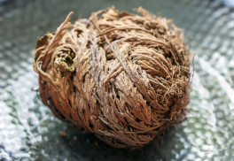 Ruža z Jericha - v niektorých krajinách patrí k vianočnému obdobiu