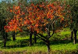 Na jeseň je v záhrade stále naponáhlo 