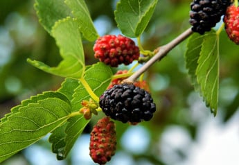 Morušovník je obor medzi ovocnými stromami, potrebuje teplo 