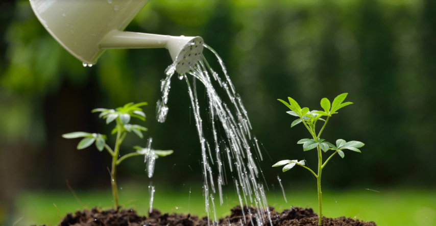Microgreens - lístky mladej zeleniny sú bohatým zdrojom živín