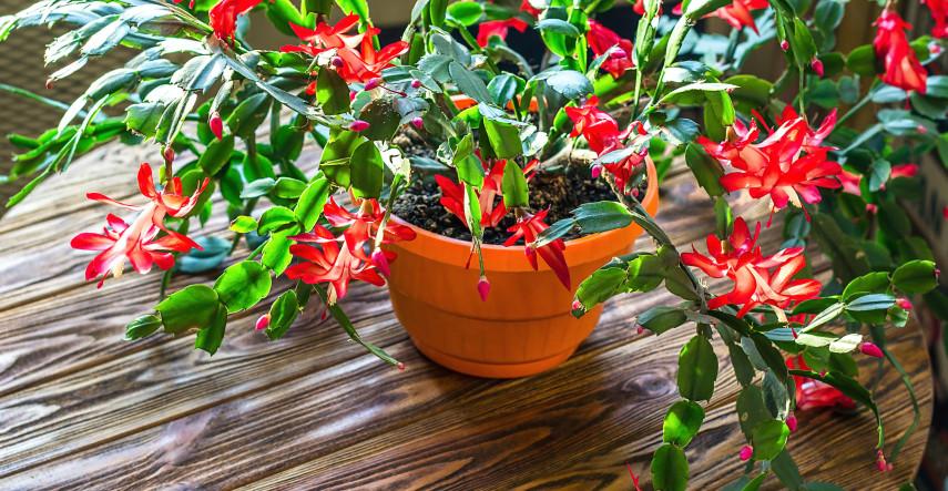 Je vašim snom bohato kvitnúci vianočný kaktus? Poradíme, ako na to