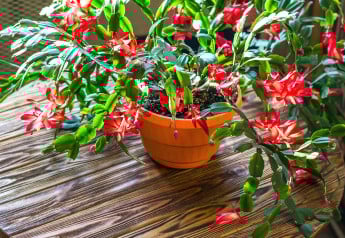 Je vašim snom bohato kvitnúci vianočný kaktus? Poradíme, ako na to