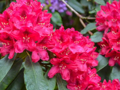 Skvostné rododendrony - ako ich pestovať a udržiavať?