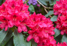 Skvostné rododendrony - ako ich pestovať a udržiavať?