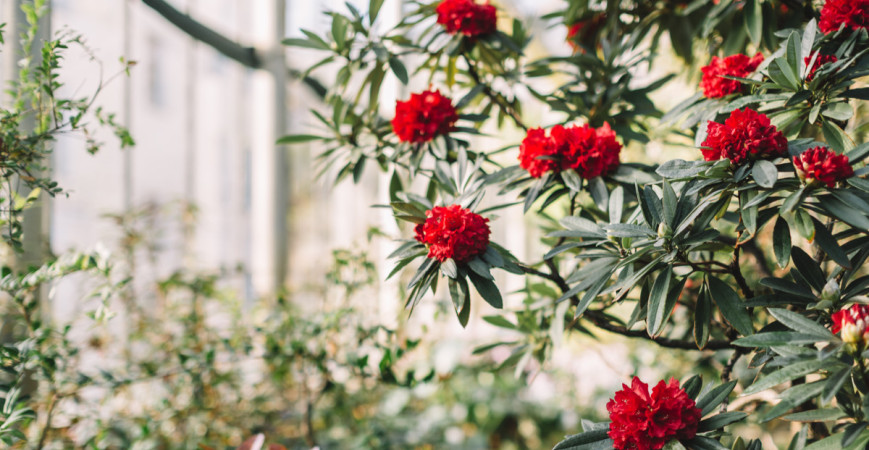 Rododendrony, ako ich pestovať, udržiavať a rezať? (2. časť)