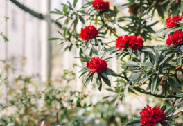 Rododendrony, ako ich pestovať, udržiavať a rezať? (2. časť)