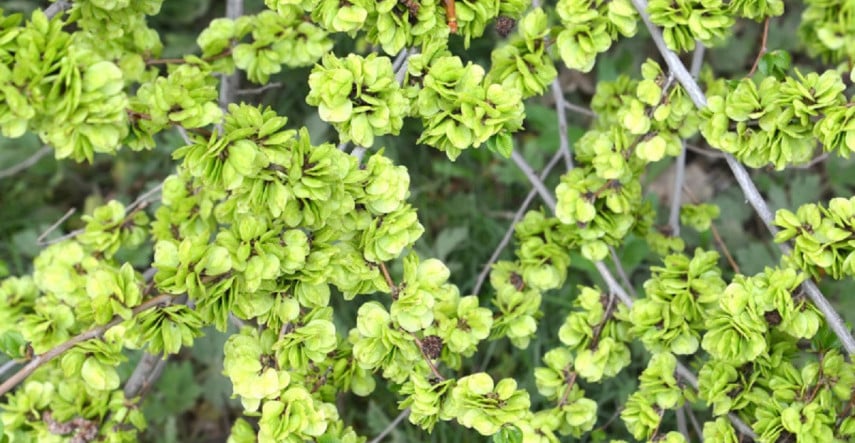 Turkestánsky brest je rastlina s extrémne rýchlym rastom