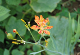 Angínovník čínsky má výrazné liečivé účinky