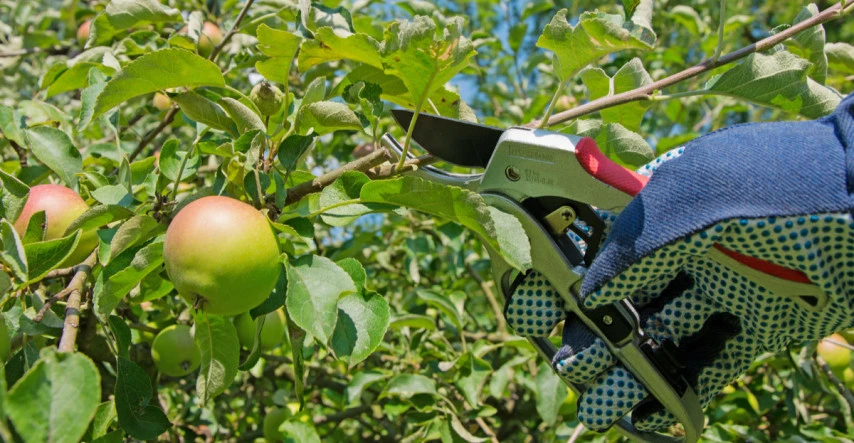 I na malých záhradách a balkónoch možno pestovať ovocné stromy