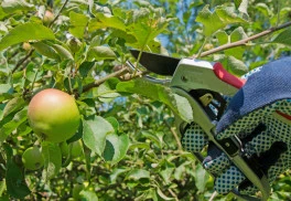 I na malých záhradách a balkónoch možno pestovať ovocné stromy