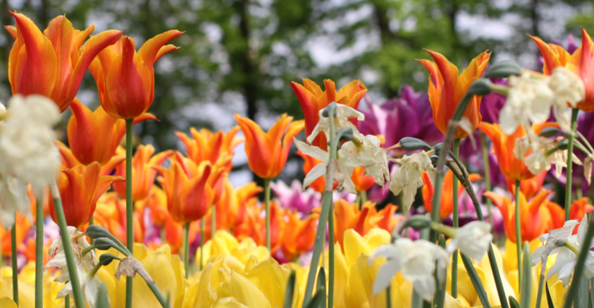 V marci na záhrade čaká množstvo práce, so začiatkom sezóny neotáľajte