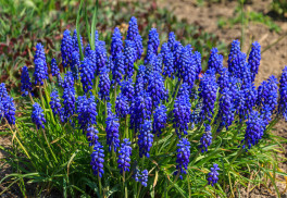 Nezabudnite počas jesene vysiať modrice