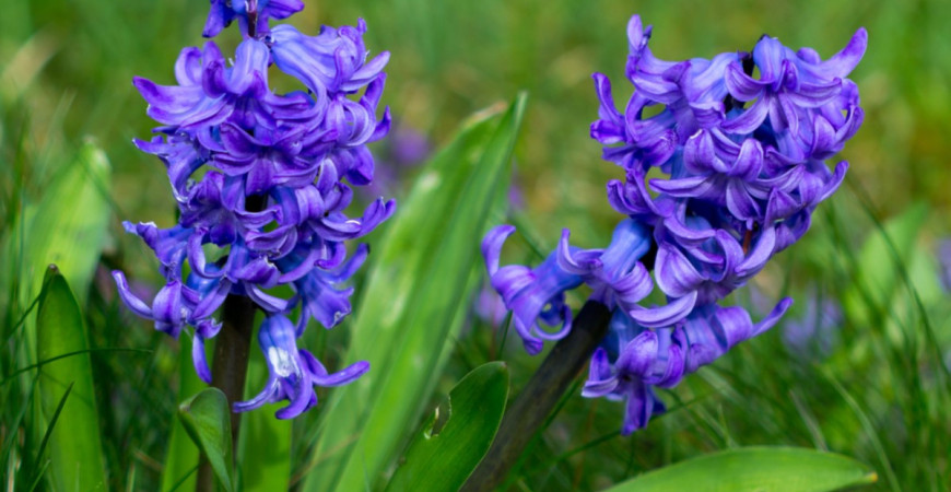 Vysaďte si v septembri záhon hyacintov