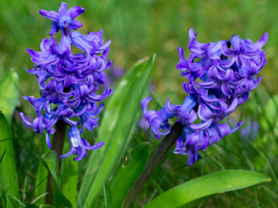 Vysaďte si v septembri záhon hyacintov