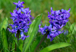 Vysaďte si v septembri záhon hyacintov