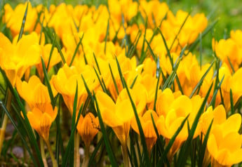 Aké cibuľoviny by vám v záhrade nemali chýbať? I.