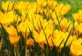 Aké cibuľoviny by vám v záhrade nemali chýbať? I.