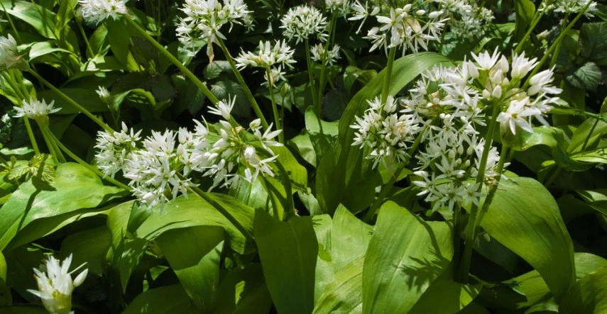 Medvedí cesnak je jemnejší ako cesnak siaty, jeho sezóna je teraz 